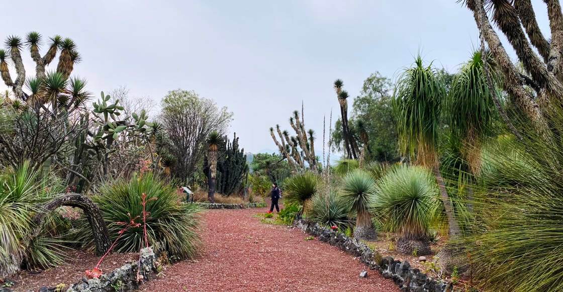 Ansiedad en la ciudad: Guía de parques y “oasis” de silencio para meditar en la CDMX