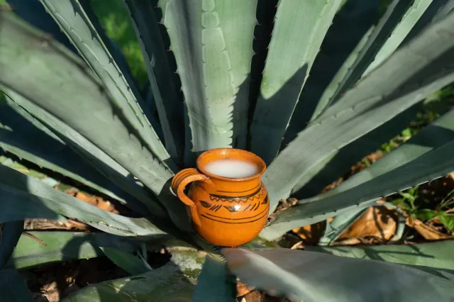 Pulque: tradición milenaria entre beneficios potenciales y riesgos reales