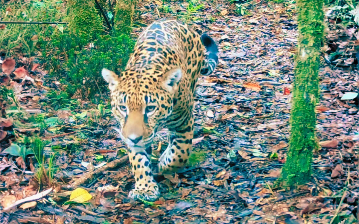 Cámaras trampa confirman la presencia de jaguares y pumas en una de las reservas más importantes de Centroamérica