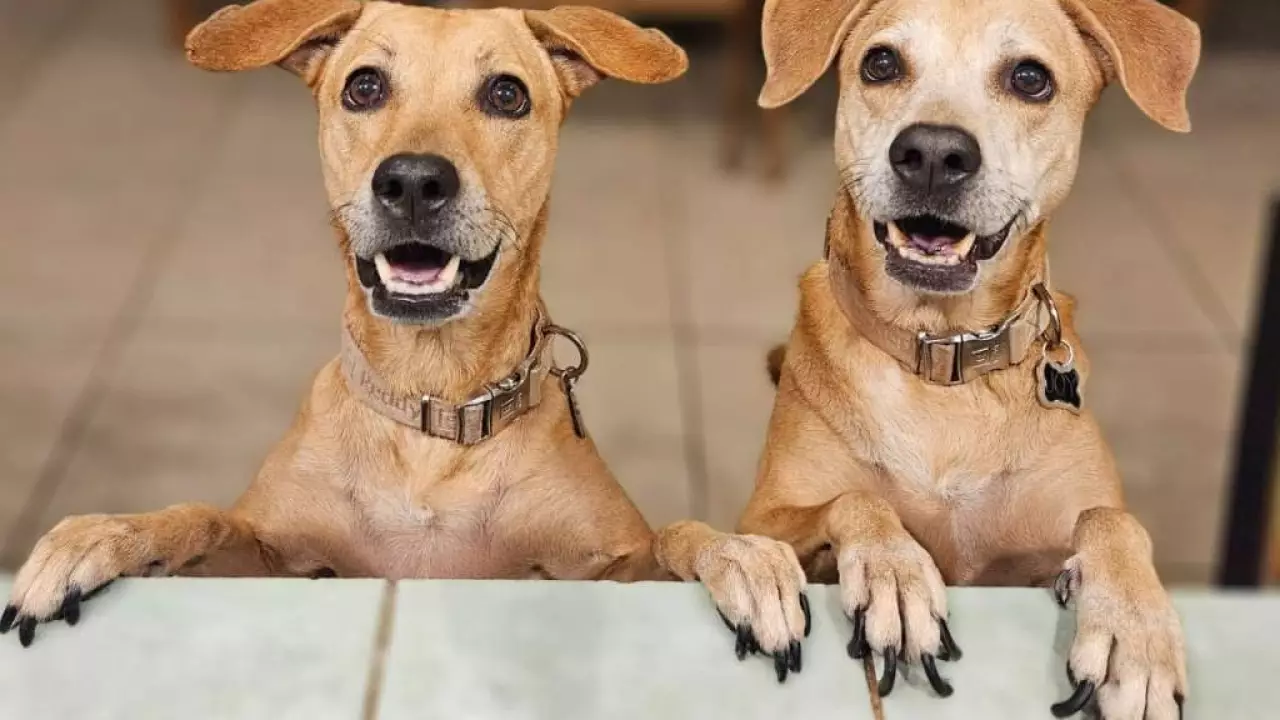 El “perro Caramelo”: el lomito callejero que ahora simboliza a México