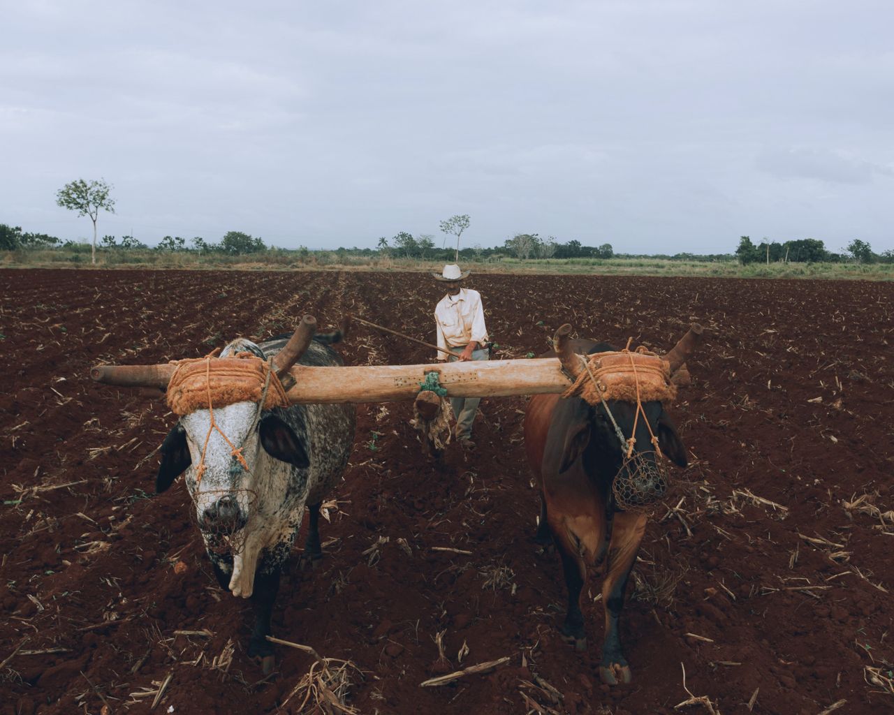 Campo mexicano: raíz histórica de la alimentación nacional