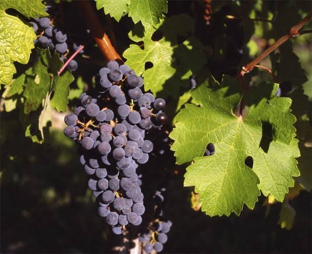 Las uvas esconden más beneficios de los que imaginas: esto es lo que ocurre en tu cuerpo al comerlas con frecuencia